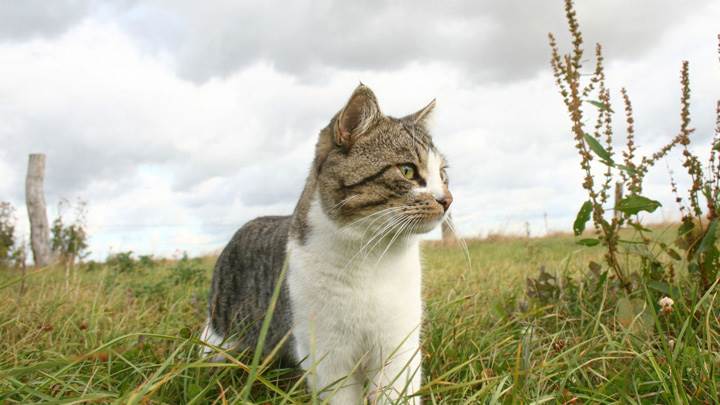 Cat Looking For Something In Fields